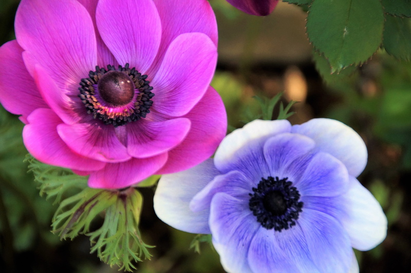 close-up, pink, petal, beauty in nature, purple, plant, jerusalem, kalanit, flower, outdoors, flower head, 5K, spring, fragility, flowering plant, věncová