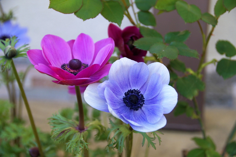 garden, leaf, freshness, inflorescence, biblical, pollen, fragility, 5K, pryskyřníkovité, day, purple, flower head, kalanit, spring, nature, flowering plant