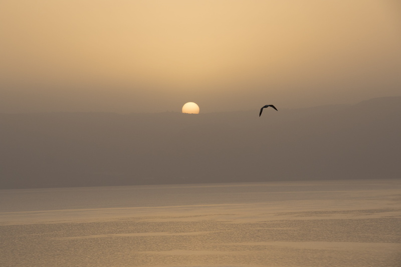 animal themes, Kinneret, non-urban scene, flying, biblical, silhouette, bird, sky, landscape, galilee, copy space, Sea Of Galilee, arid climate, sunset