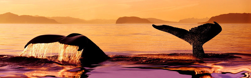 Sunset, Stephens, Whale, Humpback, 4K, Alaska, USA, Passage