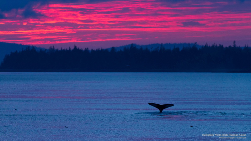 inside, Ocean Life, alaska, passage, whale, 2K, humpback