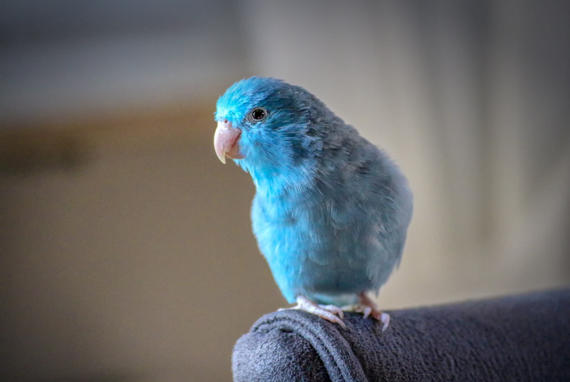 plumage, parrot, pet, animal world, chair, animals, blue, animal head, pets, focus on foreground, parakeet, animal themes, reference, one animal, animals in the wild