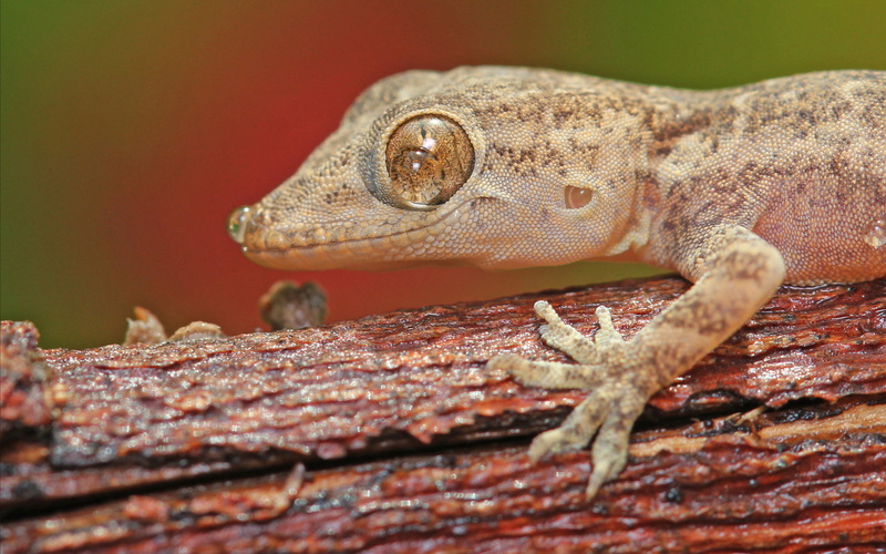 animal eye, animal head, side view, animal body part, animal, close-up, one animal, no people, branch, animal themes, outdoors, referred, animals in the wild