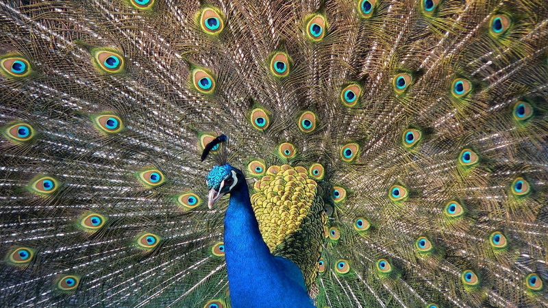 1920x1080, savers, Animal, peacock, 1080P, Cute, images, feathers, top, referers, screen