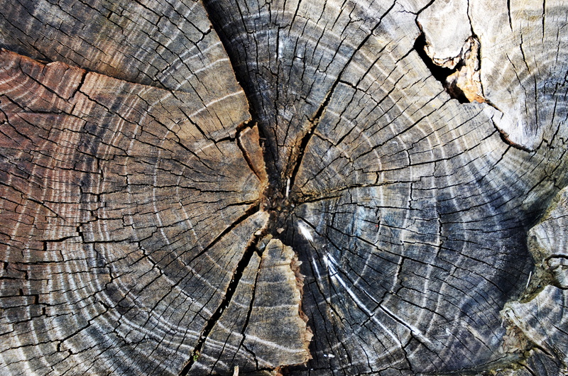 cross section, firewood, decoration, abstract, full frame, outdoors, close-up, tree, nature, fuel, 4K, brown, backgrounds, wood grain, rough, reference material
