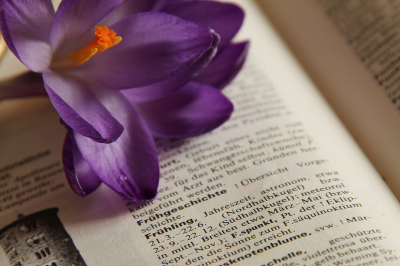 literature, pressure, fragility, flower, lexicon, march mflora, book printing, text, spring awakening, purple, 5K, reference book, flowering plant, education