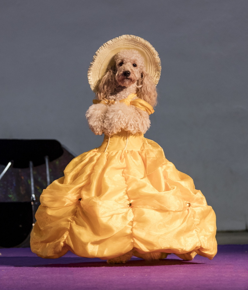 fair, pets, old south, act, yellow, full length, one animal, trained, animal themes, animal, olate, hat, cute, 2K, indoors, looking at camera, trick, dress