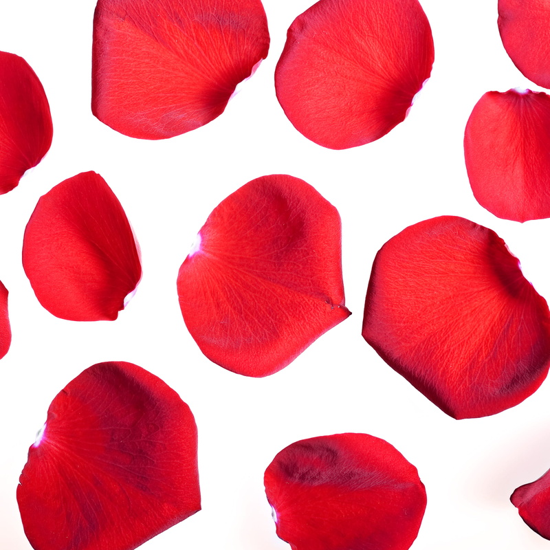 cut out, decorating, valentines, red, valentine, group, natural, textured effect, background, design element, love, florist, emotion, white background