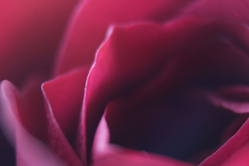 summer, valentine, freshness, design, pink color, season, fresh, color, petal, inflorescence, photography, bunch, rose - flower, bright, full frame, love