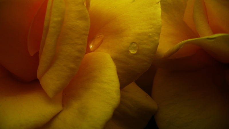 plant, backgrounds, valentine, blooming, people, romantic, Flowers, inflorescence, rose, anniversary, rose - flower, decoration, finger, Yellow, blossom