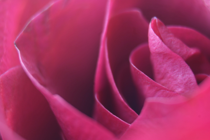 valentine, pink, petal, purple, wedding, fresh, white, natural, color, plant, close, Flower, full frame, day, red, no people, beauty in nature, bright