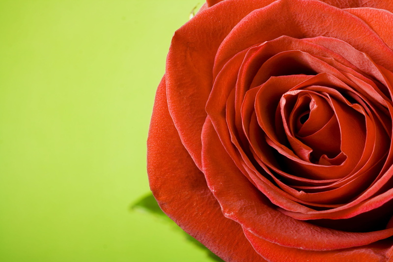 love, romantic, plant, macro, holiday, blossom, object, decoration, day, inflorescence, rose - flower, symbol, stem, flower head, bud, closeup, celebration