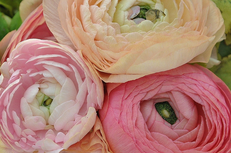 full frame, fragility, rose - flower, freshness, pink, macro, inflorescence, food, flowers, romance, close, bloom, marriage, growth, pink color, plant