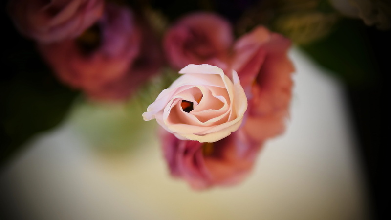 freshness, plant, color, beautiful, flowering plant, greeting, white, floral, valentine, leaf, petal, love, rose, closeup, happy, anniversary, nature, purple