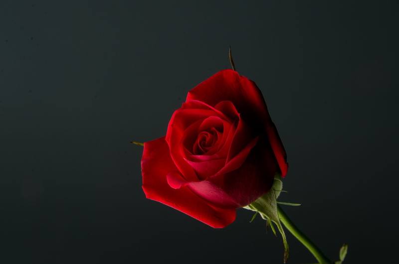 petal, studio shot, stem, flower head, Rose, single Object, romantic, Red, close-up, no people, rose, bud, photo, blossom, love, wedding, Love, decoration