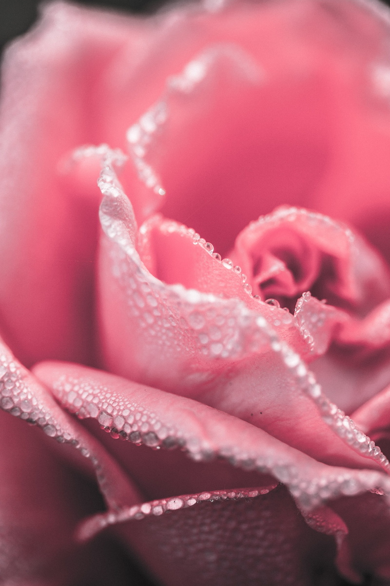 romantic, no people, open, dew, single, purity, beauty in nature, inflorescence, 4K, flower head, elegant, freshness, springtime, growth, love, water