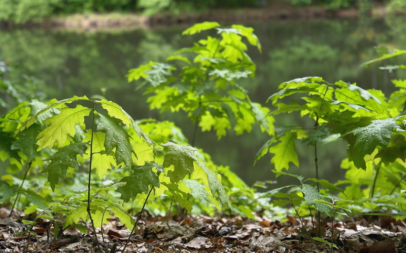 saplings, forest, eiche, 3d and abstract, deutsche, nature, 2K, spring