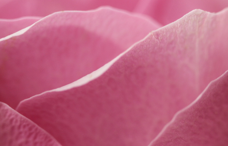 Makro, kein, waveform, de rose, ist, photo, flower, Blume, close, pink, close up, texture, fleurs, 4K, petal, rose, macro