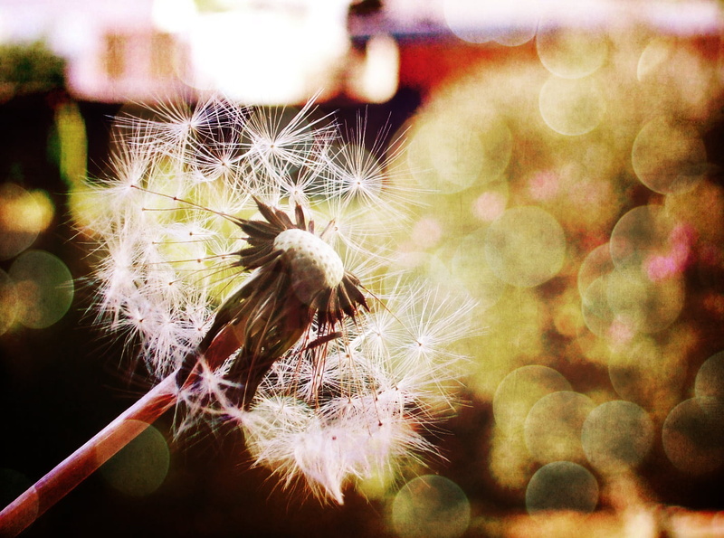 edit, run on, white, texture, summer, 720P, close-up, cute, fluffy, nature, bokeh, flower, dandelion, seed, softness, space and time, photography, focus