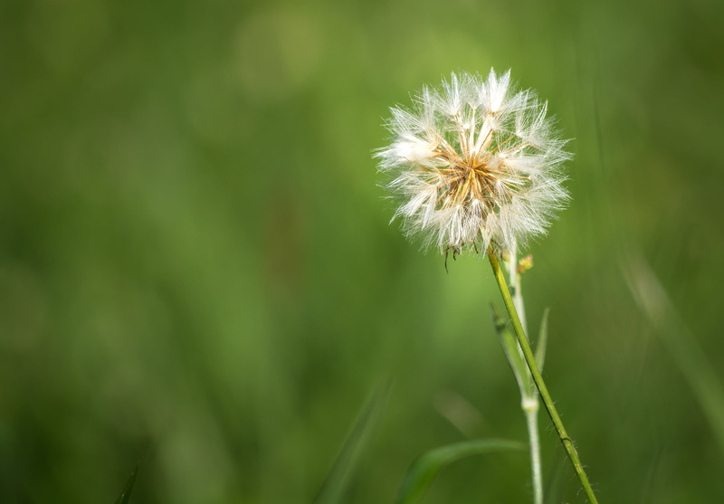 nature, Rio Grande do Sul, grass, plant, photography, Brasil, white, flower, selective focus, Dandelion, meadow, summer, focus, alegre, Jardim  Botânico  Porto Alegre