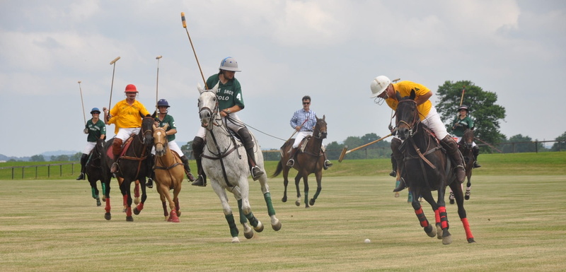 mammal, Horses, day, adult, plant, Sport, pony, group of animals, equine, Polo, Club, leisure activity, horse, sport, domestic, equestrian, competition