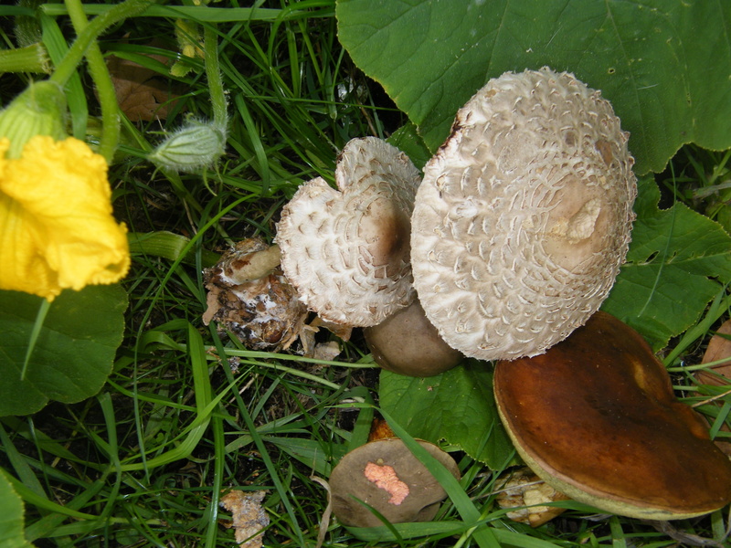 mushroom, close-up, fragility, maroner, green color, toadstool, leaf, nature, food, drum mallets, giant screen fungus, collect, fungus, colorful, freshness