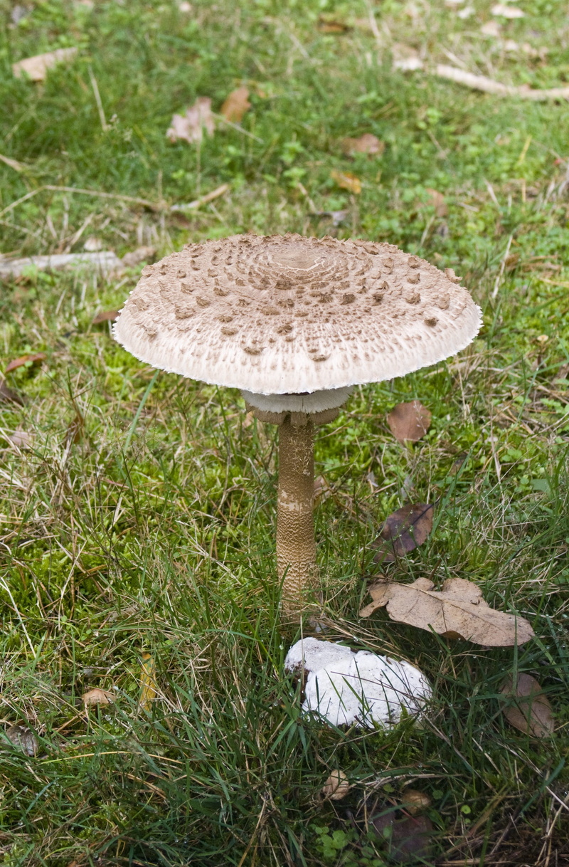 colorful, field, giant screen fungus, autumn forest, boletes, wild, beauty in nature, Fungus, growth, Forest, edible mushroom, autumn, close-up, leaves