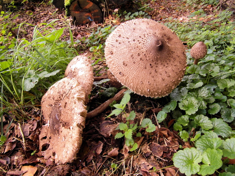 compost, growth, leaf, beauty in nature, no people, mushroom, high angle view, field, giant screen fungus, 4K, plant part, close-up, vegetable, day, leaves