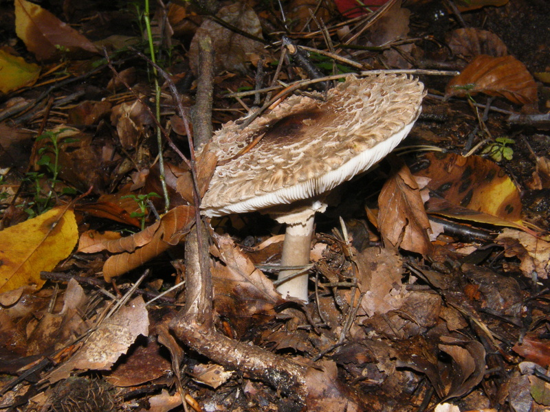 growth, Screen, leaf, Fungus, nature, outdoors, close-up, colorful, mushrooms, autumn, drum mallets, land, Giant, toadstool, field, stick - plant part
