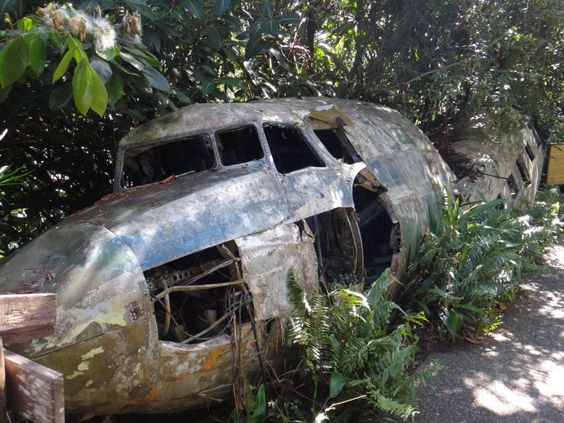 Ruin, land vehicle, plant part, mode of transportation, cairns, no People, metal, 2K, broken, nature, leave, Aircraft, ruined, tree, overgrown, cockpit