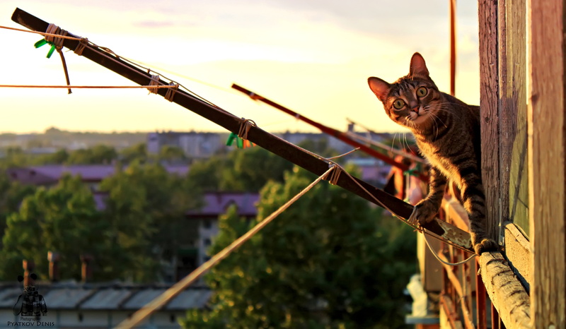 brown, Cat, 4K, funny, tabby, animals