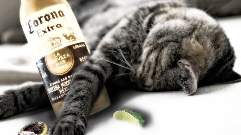 funny, cat, 1080P, drunk, animals