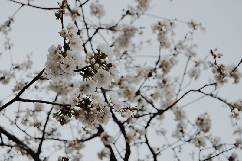 white color, flower, cherry tree, beauty in nature, bloom, fragility, 4K, nature, sky, growth, bud, flower head, blossom, background, candy, feminist