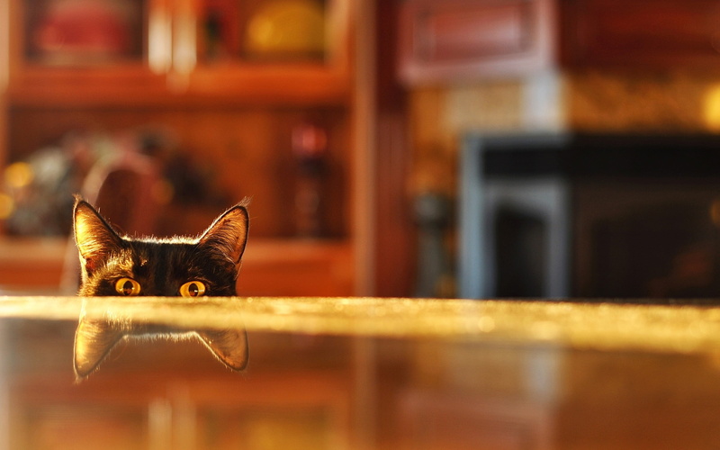 pets, wooden, black, looking at camera, no people, looking, focus on foreground, selective focus, cat, reflection, feline, animal eye, short, 2K, portrait