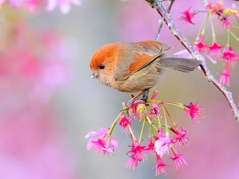 beautiful, 480P, animals, hd, birds, picture, art, colorful, Bird