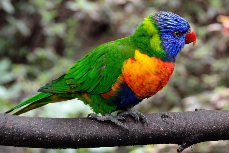 colorful, bird, feathers, color, parrot, branch, 1080P