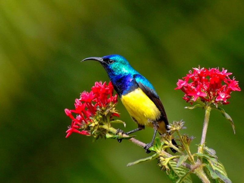 beautiful, w, Bird, Flowers, art, animals, picture, hd, 480P, birds