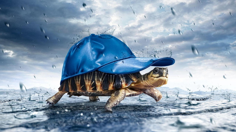 2K, funny, turtle