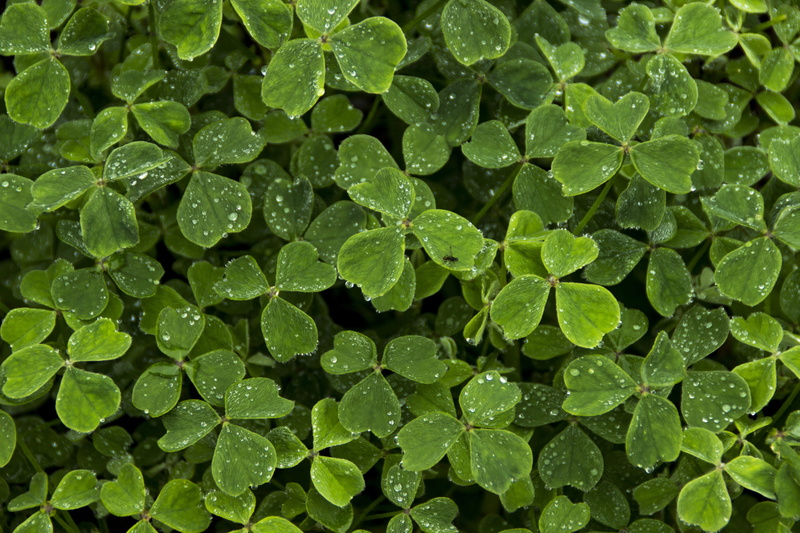rain, 17, desktop, water, white, cubio, daytime, backgrounds, wet, happy, four, nature, note, culture, event, design, clover, shamrock, st, plants, close-up