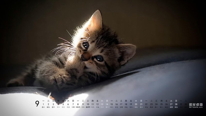 the other side of desktop in september 2014 calendar kitten, desktop, 1080P, calendar, smile, september, kitten, side