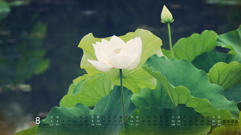 august, 1080P, desktop, lotus, side, calendar, the other side of desktop in august 2014 calendar lotus