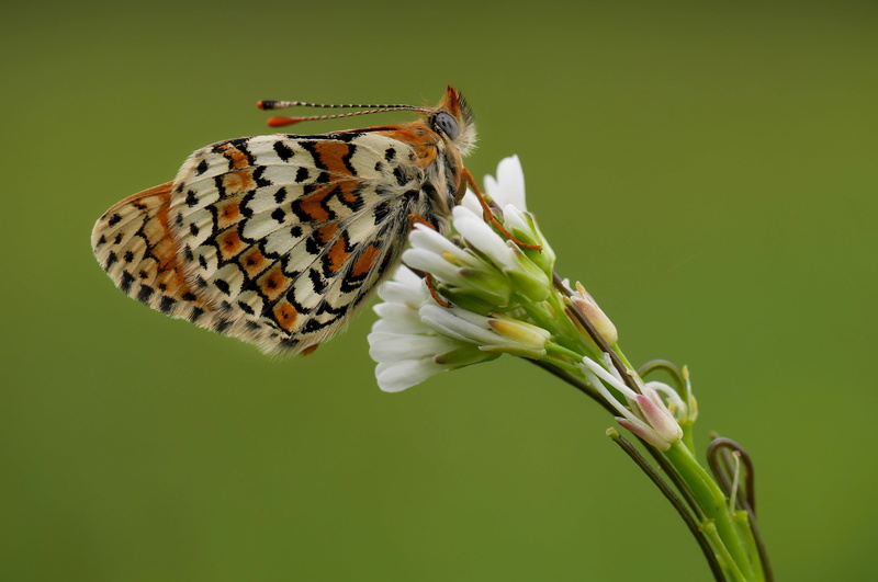 white butterfly, white, animal, Niederösterreich, animal Wing, nature, petaled, butterfly, Zwentendorf, butterfly - Insect, beige, Austria, Melitaea cinxia