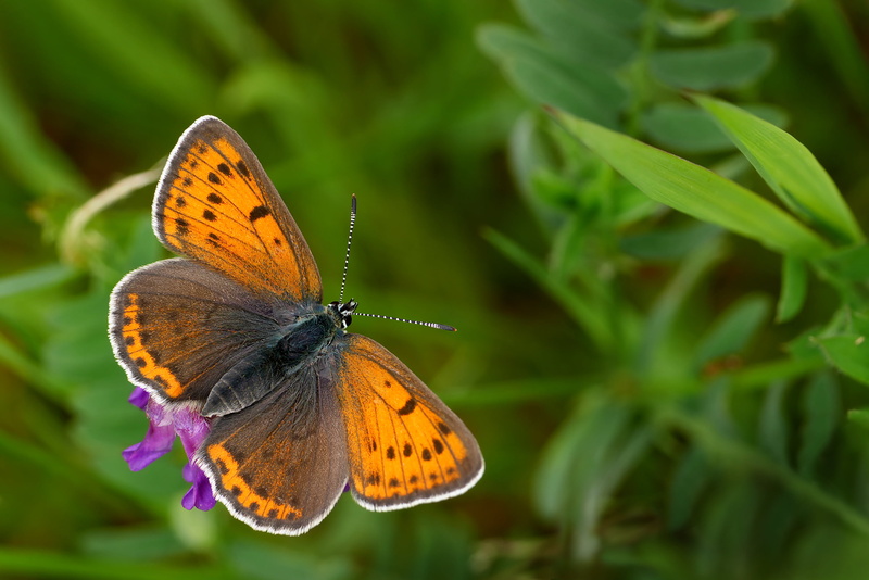 animal Wing, GX7, brown, Lycaenidae, butterfly - Insect, multi Colored, summer, płomieniec, Purple-edged copper, beauty In Nature, insect, 2K, black butterfly
