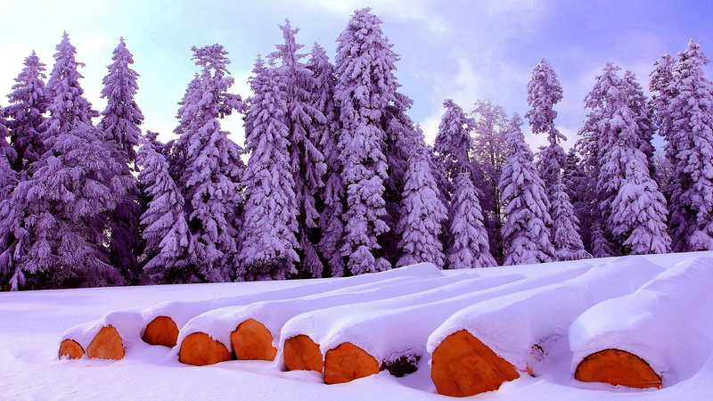 pine tree, food and drink, outdoors, fir, firewood, environment, frost, winter, 4K, hergiswil bei willisau, pine woodland, food, coniferous tree, landscape