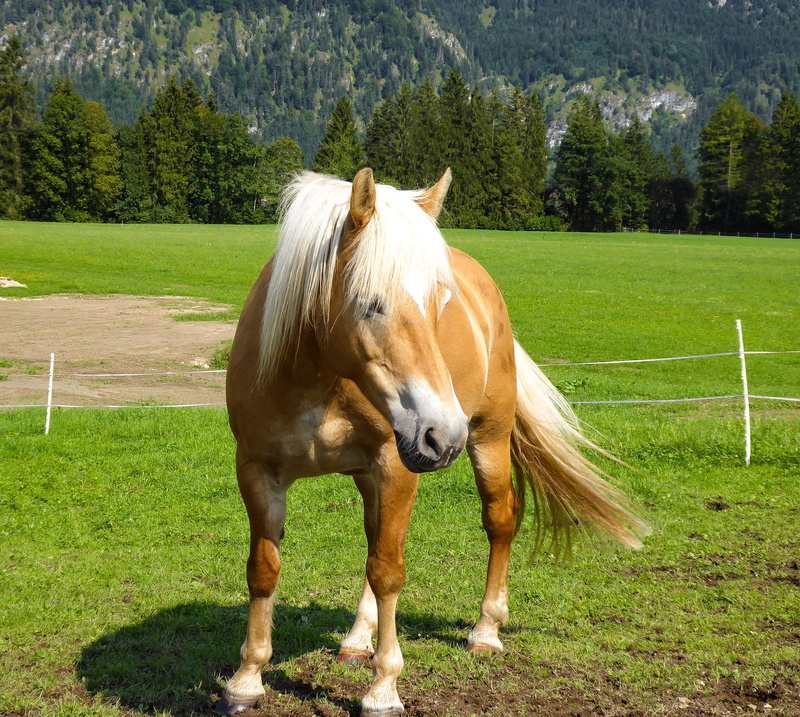 day, domestic, farm, mammal, vertebrate, green color, coupling, animal, animal themes, no people, land, one animal, pets, outdoors, horse, tree, 2K, livestock