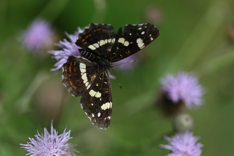 nature, no people, flowering plant, nice, focus on foreground, flower, butterfly - insect, flower head, pollination, outdoors, close-up, growth, purple