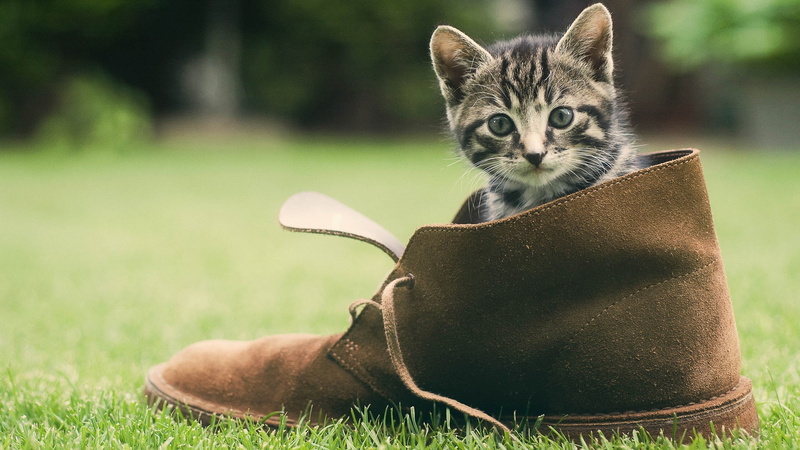 unpaired, kitten, brown, boot, 1080P, hd, shoe, animals, grass, cat