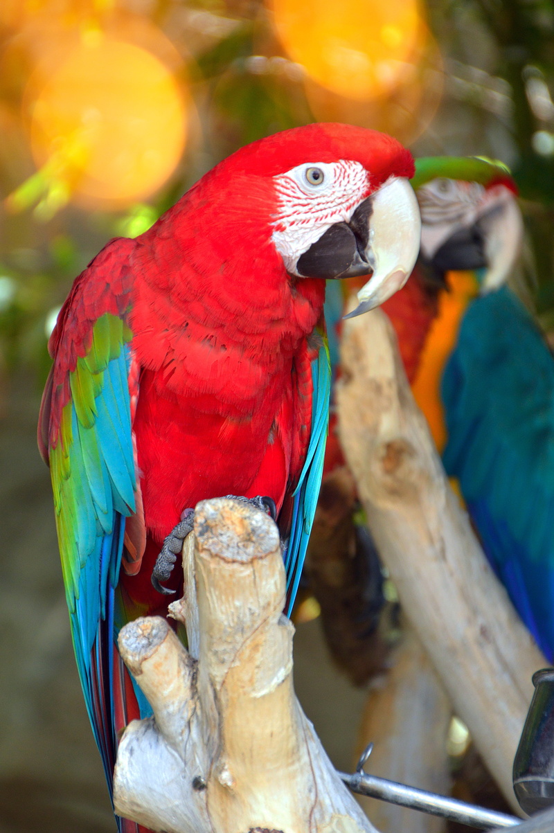wild world, animals in the wild, tropic, lively, animal themes, wing, 5K, bird flu, animal wildlife, wild, perching, wingtip toys, no people