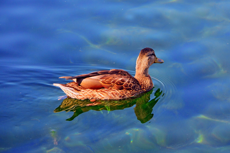 outdoors, winged, animal family, 5K, animal, reflection, duck, poultry, lake, beast, blue, color, one animal, water, vertebrate, waterfowl, animals in the wild