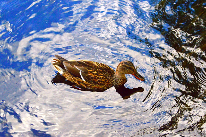 animal themes, swimming, waterfront, day, floating on water, lake, no people, account, outdoors, 5K, water bird, vertebrate, rippled, bird, animal, poultry
